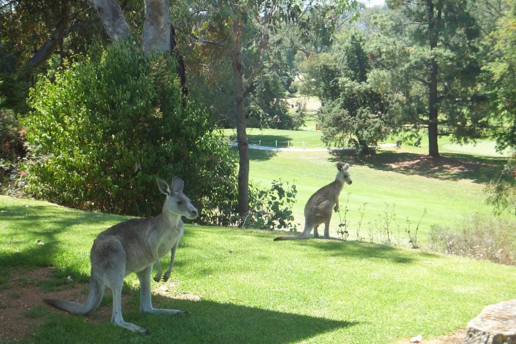 Commercial Golf Resort Albury Buitenkant foto