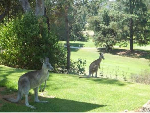 Commercial Golf Resort Albury Buitenkant foto